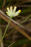 Southern bluethread